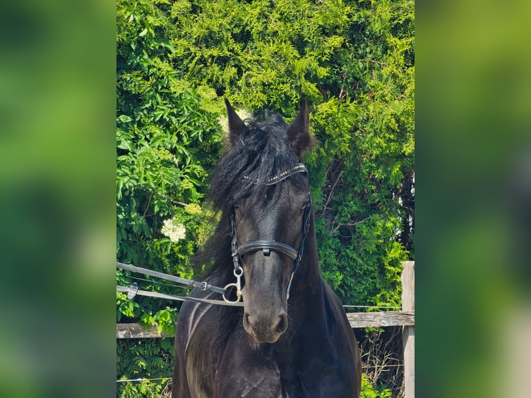 Frisones Caballo castrado 6 años 163 cm Negro in Ptuj