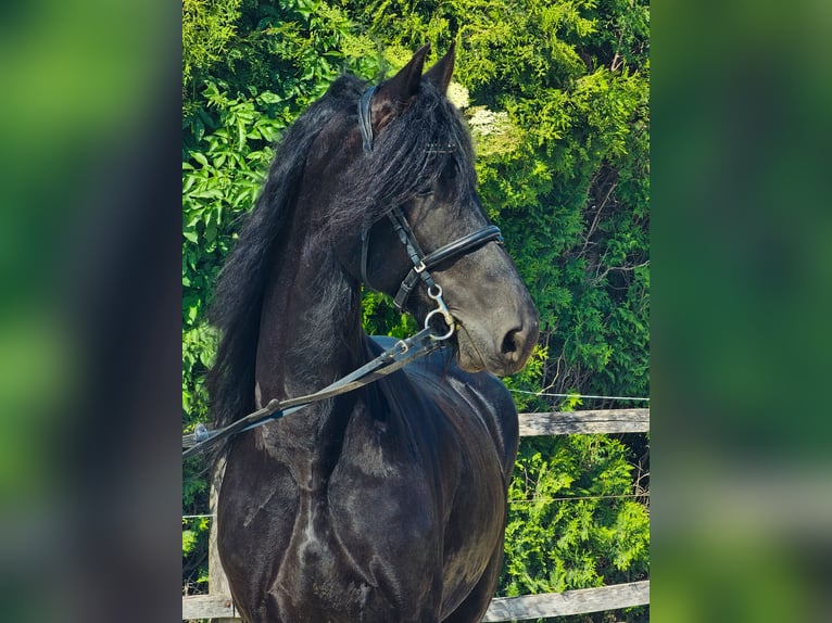 Frisones Caballo castrado 6 años 163 cm Negro in Ptuj
