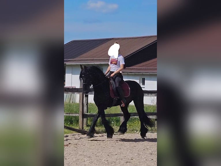 Frisones Caballo castrado 6 años 163 cm Negro in Ptuj