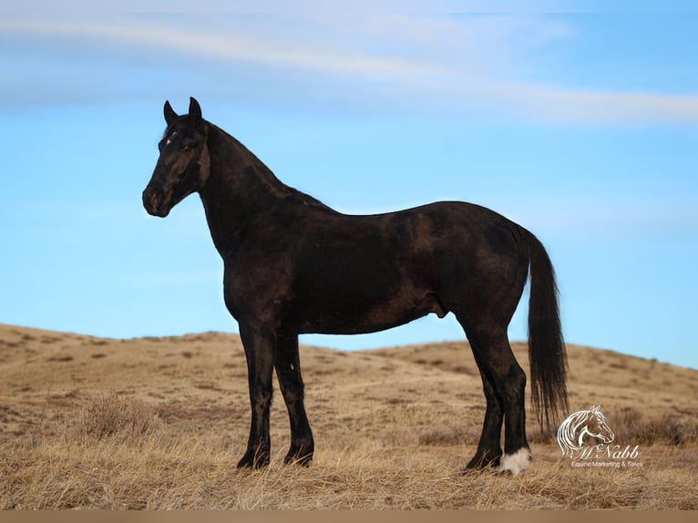 Frisones Mestizo Caballo castrado 6 años 163 cm Negro in Ranchester, WY