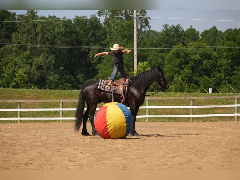 Frisones Mestizo Caballo castrado 6 años 163 cm Negro in Fresno