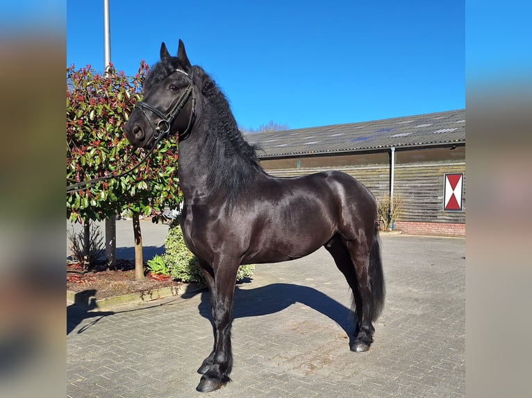 Frisones Caballo castrado 6 años 164 cm Negro in Dalen