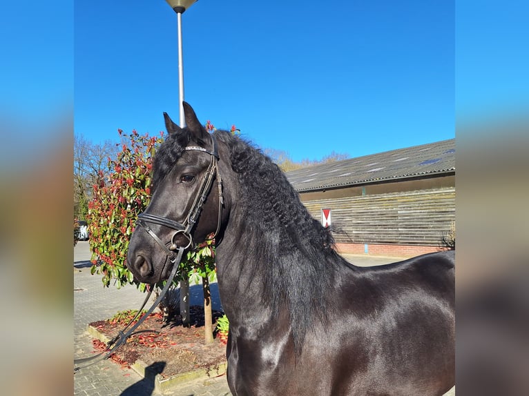 Frisones Caballo castrado 6 años 164 cm Negro in Dalen