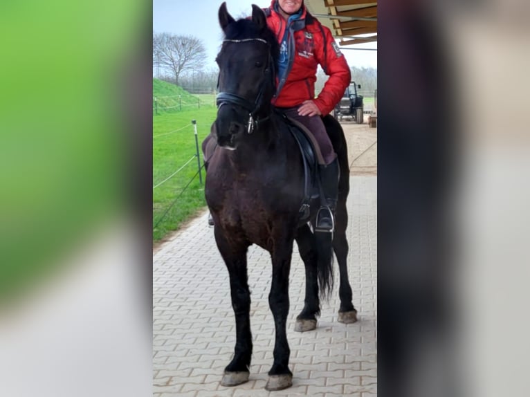 Frisones Caballo castrado 6 años 164 cm Negro in Langenfeld