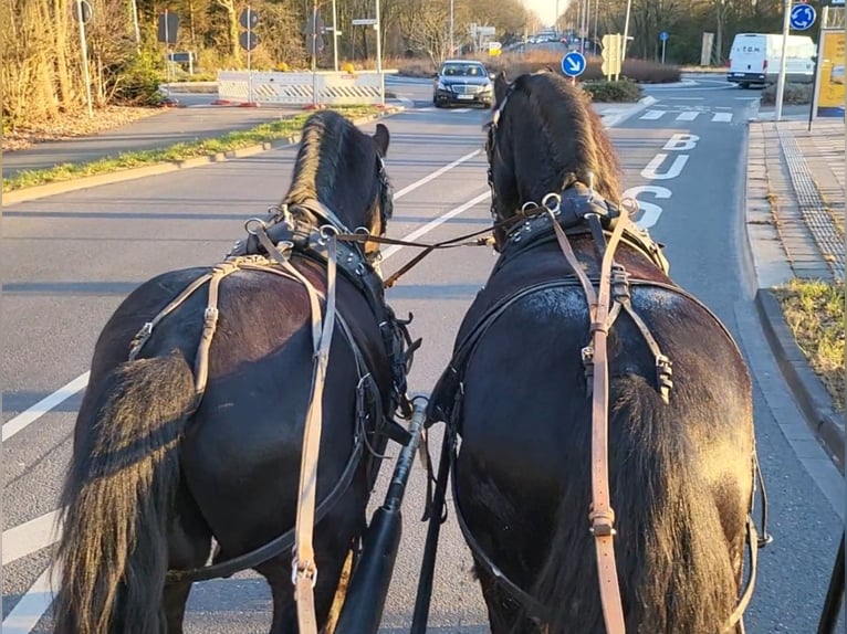 Frisones Caballo castrado 6 años 164 cm Negro in Langenfeld
