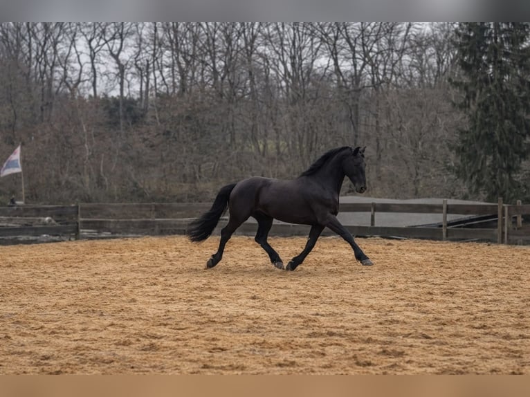 Frisones Caballo castrado 6 años 164 cm Negro in Solingen