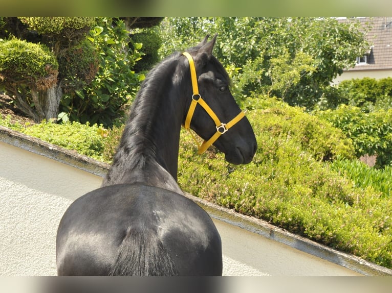 Frisones Caballo castrado 6 años 165 cm Negro in Ochtendung