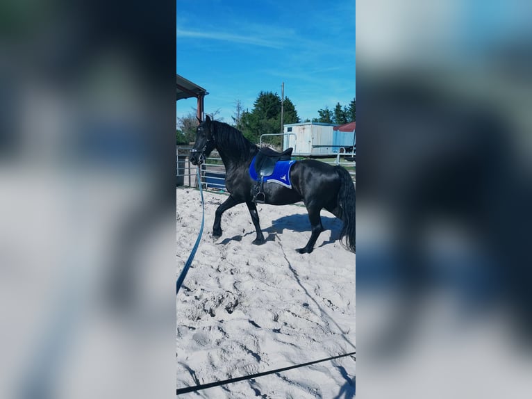 Frisones Caballo castrado 6 años 165 cm Negro in Baumholder