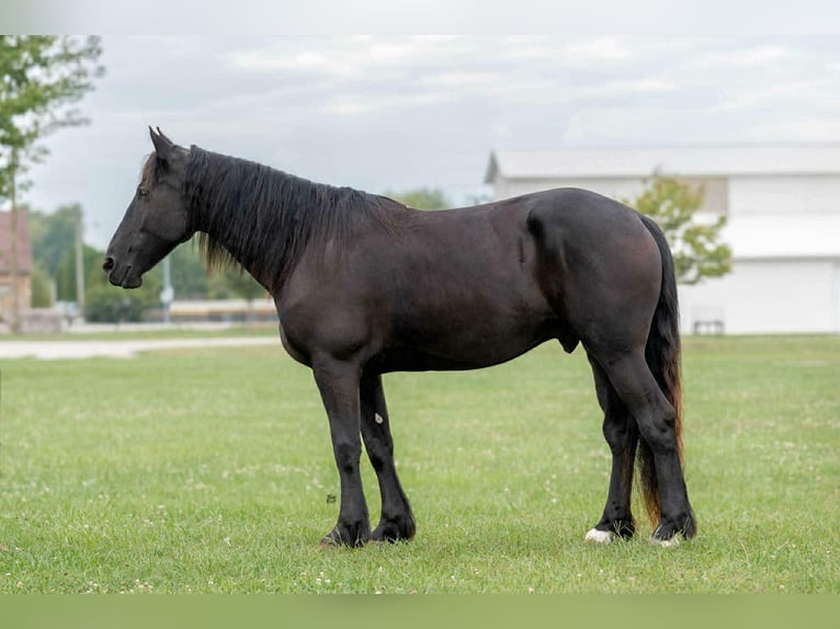 Frisones Caballo castrado 6 años 165 cm Negro in Lisbon