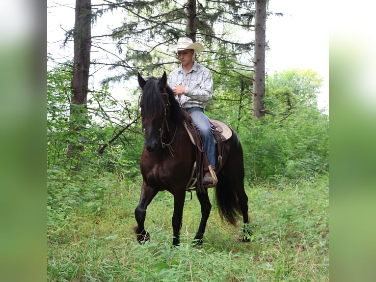 Frisones Mestizo Caballo castrado 6 años 165 cm Negro in Howell, MI