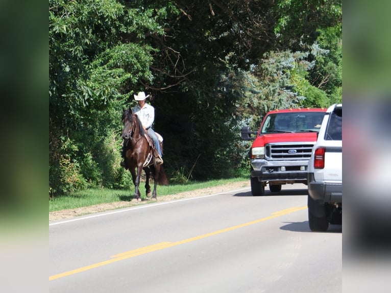 Frisones Mestizo Caballo castrado 6 años 165 cm Negro in Howell, MI