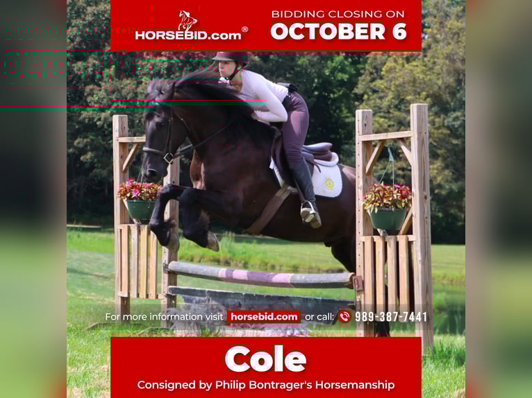 Frisones Mestizo Caballo castrado 6 años 165 cm Negro in Howell, MI