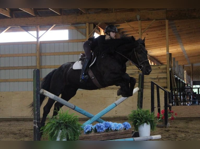 Frisones Caballo castrado 6 años 165 cm Negro in Howell, MI