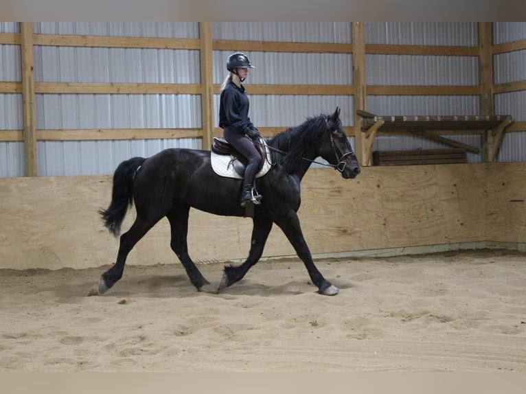 Frisones Caballo castrado 6 años 165 cm Negro in Howell, MI