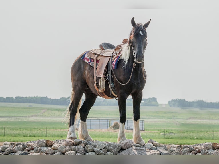 Frisones Caballo castrado 6 años 165 cm Tobiano-todas las-capas in Bismark ND