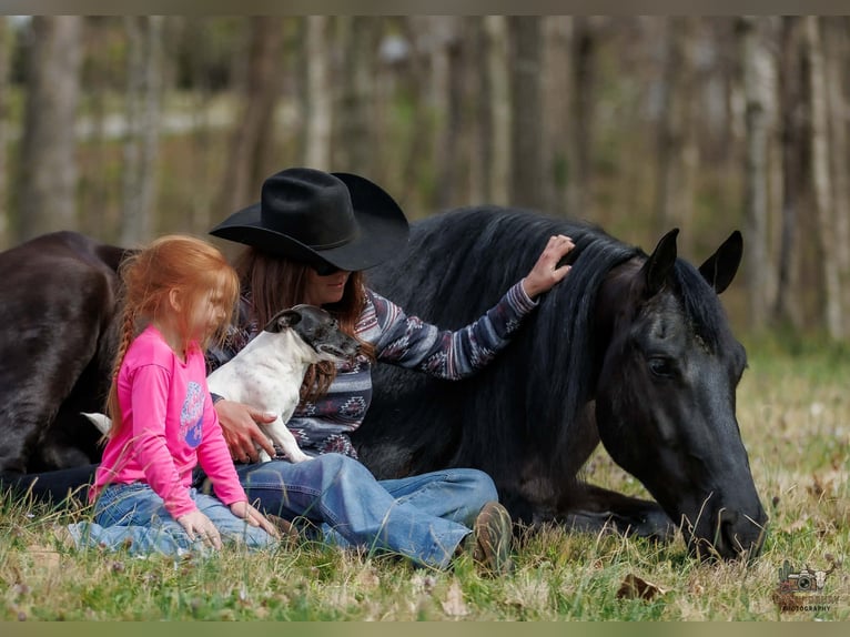 Frisones Mestizo Caballo castrado 6 años 168 cm Negro in Auburn