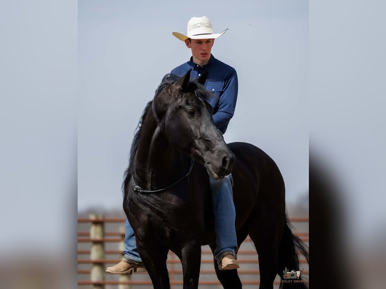 Frisones Mestizo Caballo castrado 6 años 168 cm Negro in Auburn