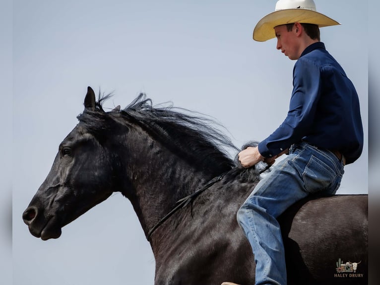 Frisones Mestizo Caballo castrado 6 años 168 cm Negro in Auburn