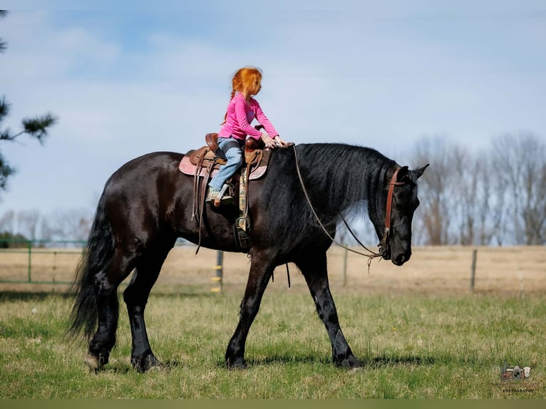 Frisones Mestizo Caballo castrado 6 años 168 cm Negro in Auburn