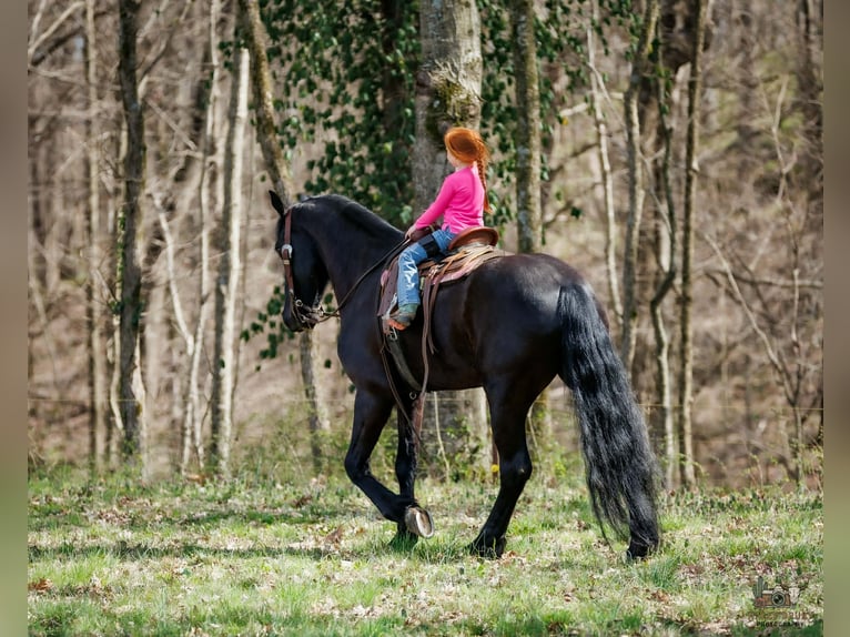 Frisones Mestizo Caballo castrado 6 años 168 cm Negro in Auburn