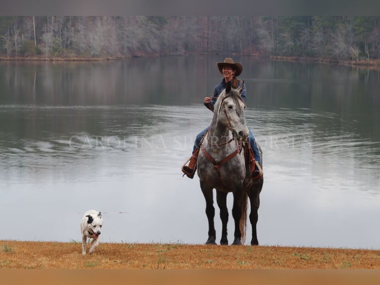 Frisones Mestizo Caballo castrado 6 años 173 cm Tordo in Clover, SC