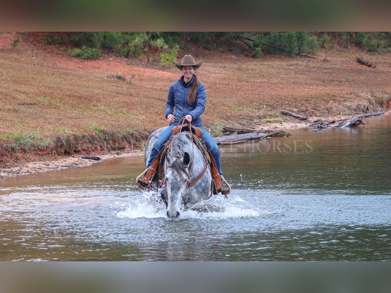 Frisones Mestizo Caballo castrado 6 años 173 cm Tordo in Clover, SC