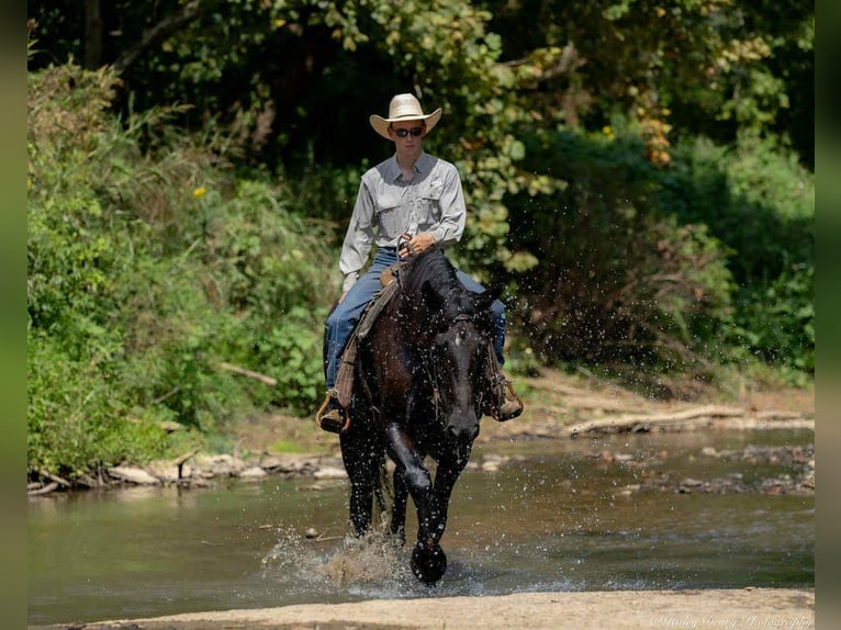 Frisones Caballo castrado 6 años 175 cm Negro in Auburn