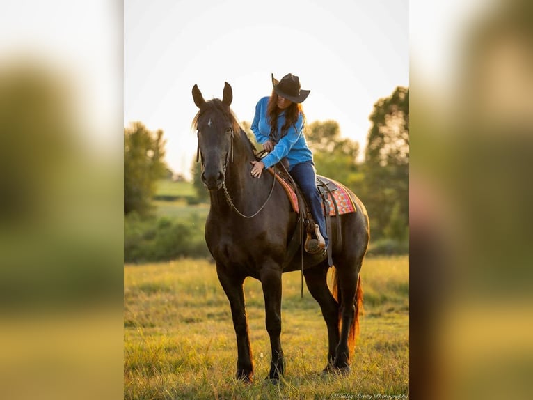 Frisones Caballo castrado 6 años 175 cm Negro in Auburn