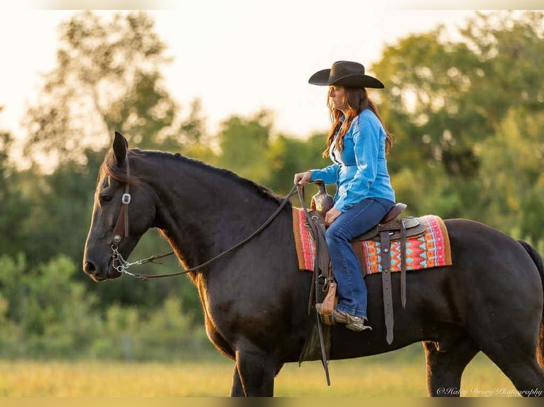 Frisones Caballo castrado 6 años 175 cm Negro in Auburn