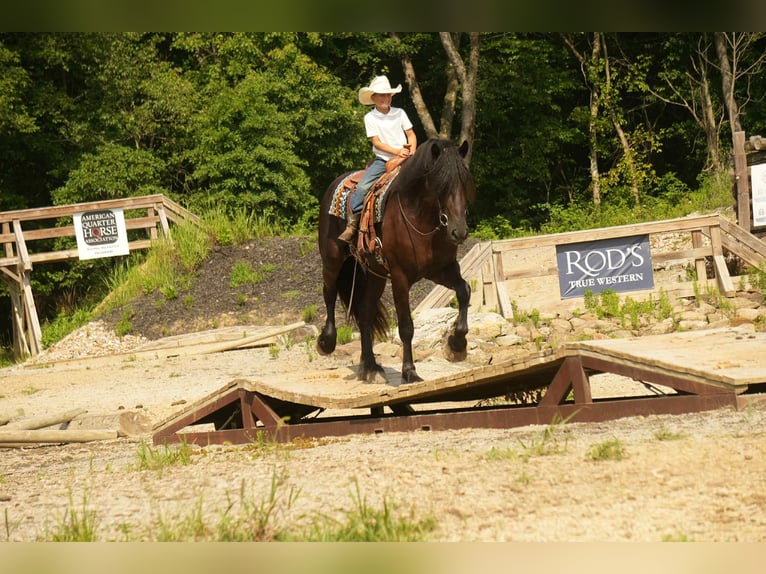 Frisones Mestizo Caballo castrado 6 años 178 cm Negro in Fresno