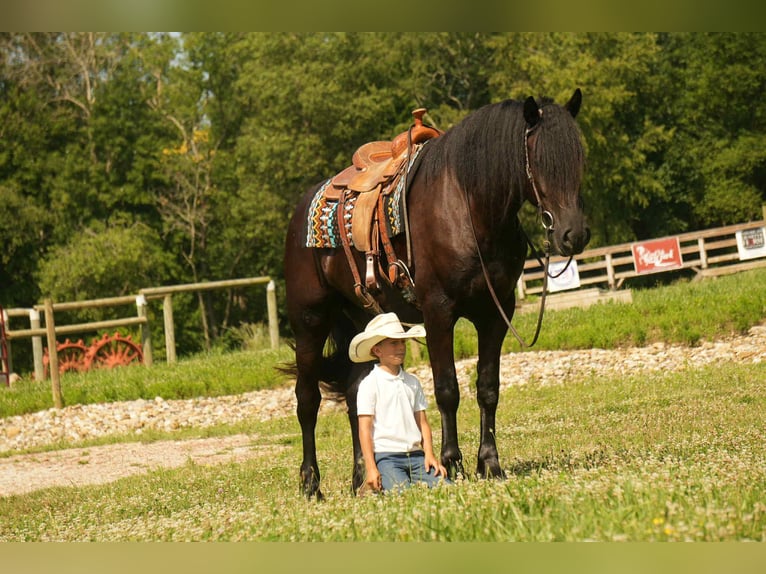 Frisones Mestizo Caballo castrado 6 años 178 cm Negro in Fresno