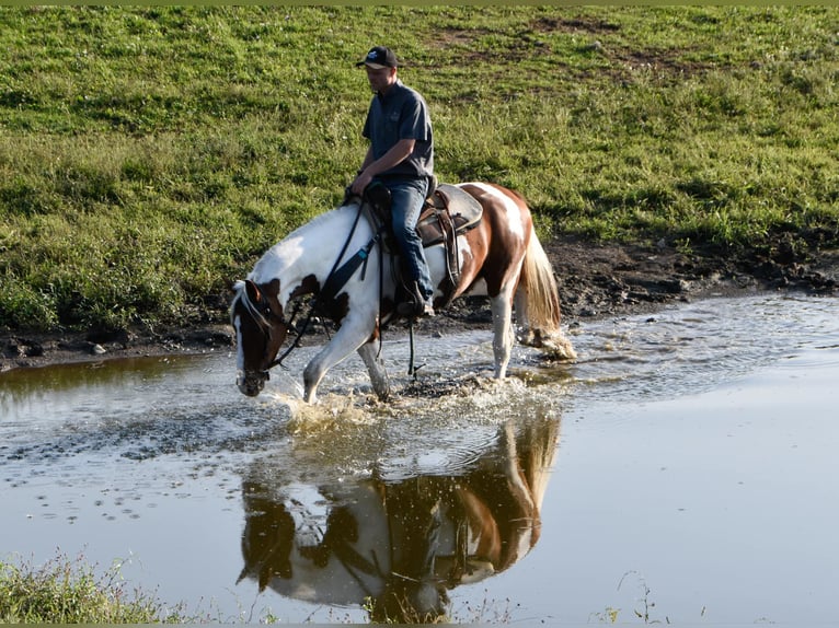 Frisones Caballo castrado 6 años Alazán-tostado in Warsaw NY