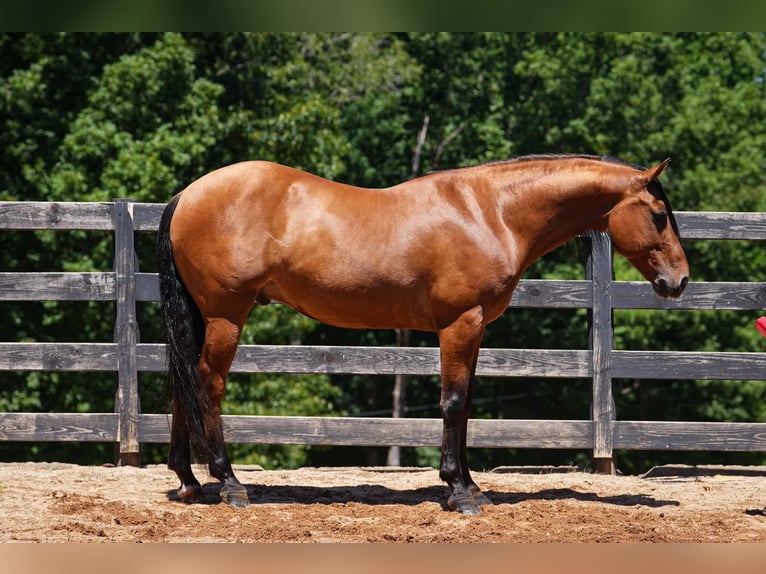 Frisones Mestizo Caballo castrado 6 años Buckskin/Bayo in Clover