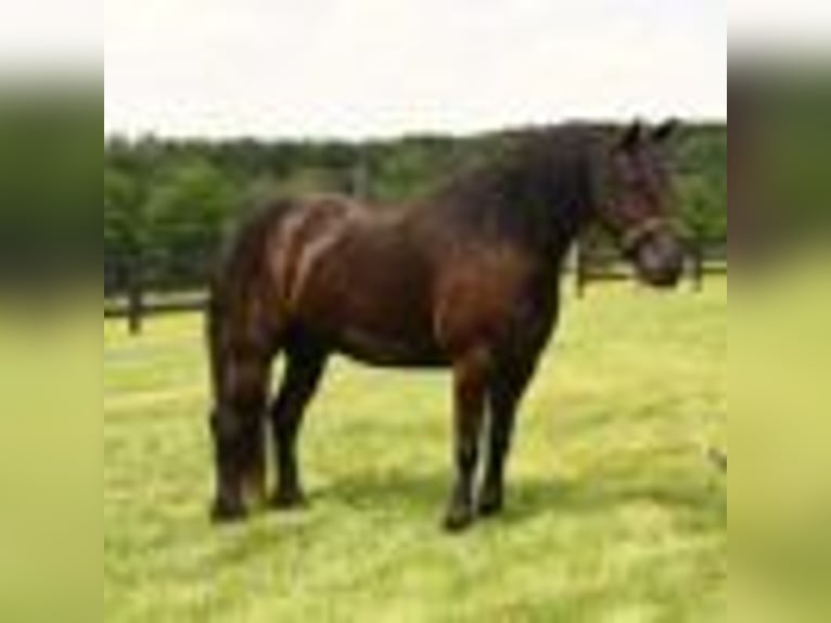 Frisones Caballo castrado 6 años in Fredericksburg OH