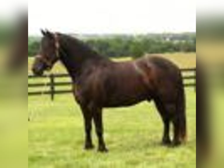 Frisones Caballo castrado 6 años in Fredericksburg OH