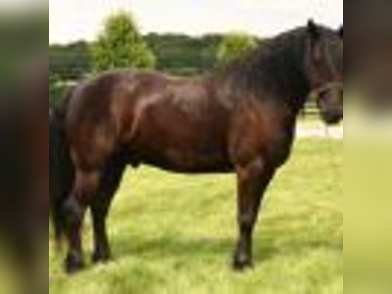 Frisones Caballo castrado 6 años in Fredericksburg OH