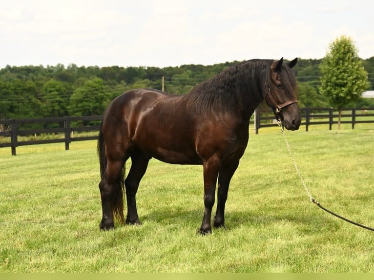 Frisones Caballo castrado 6 años in Fredericksburg OH