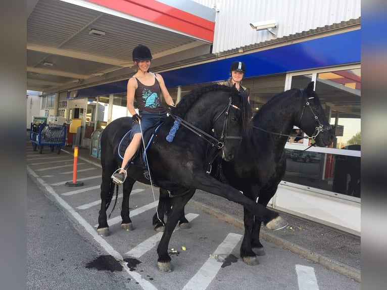 Frisones Caballo castrado 6 años Castaño in Los Angeles