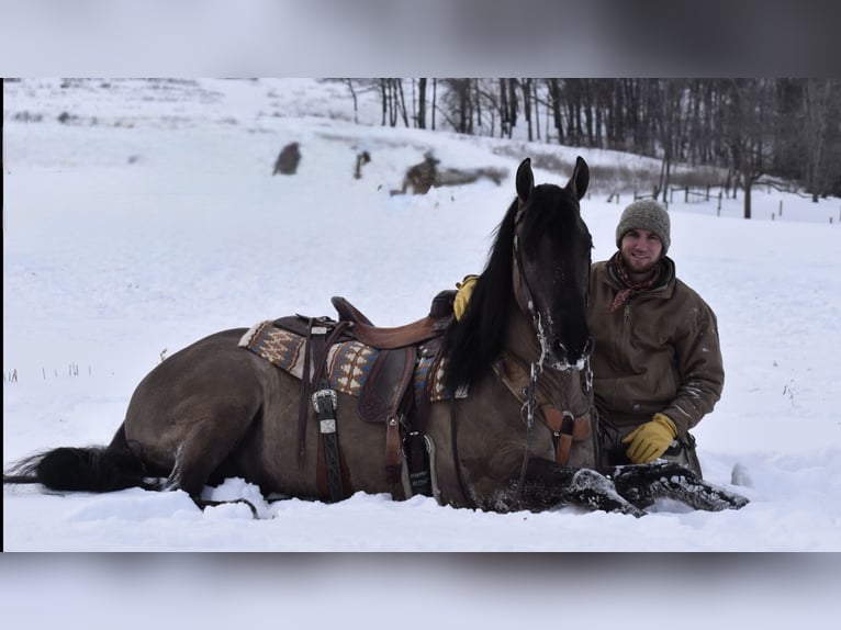 Frisones Caballo castrado 6 años Grullo in Wallingford