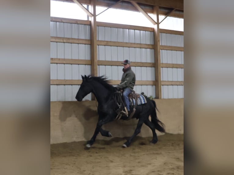 Frisones Caballo castrado 6 años Negro in Howell