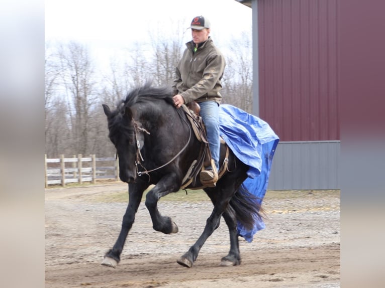 Frisones Caballo castrado 6 años Negro in Howell