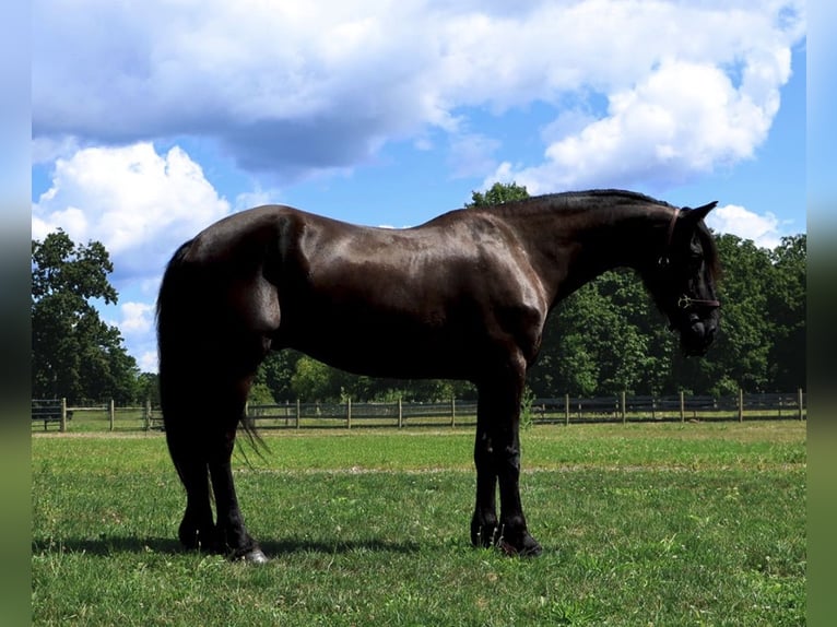 Frisones Caballo castrado 6 años Negro in Howell