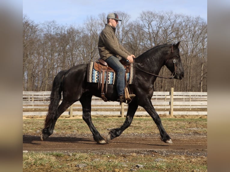 Frisones Caballo castrado 6 años Negro in Howell