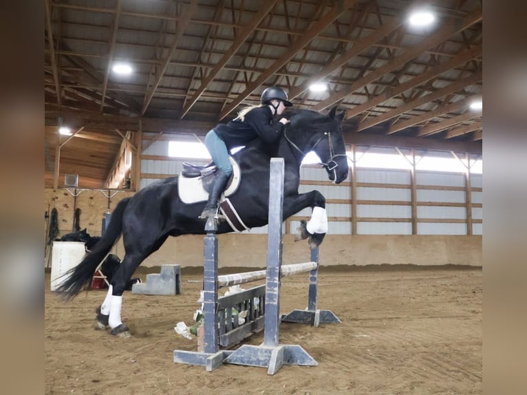 Frisones Caballo castrado 6 años Negro in Howell