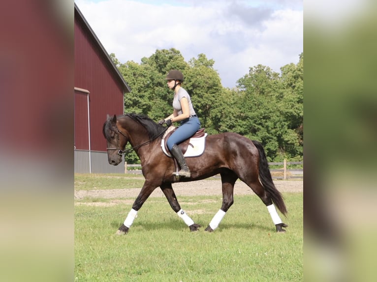 Frisones Caballo castrado 6 años Negro in Howell