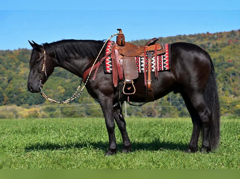 Frisones Caballo castrado 6 años Negro in Rebersburg