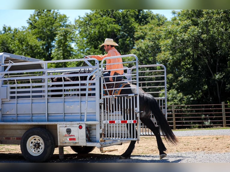 Frisones Mestizo Caballo castrado 6 años Negro in Santa Fe