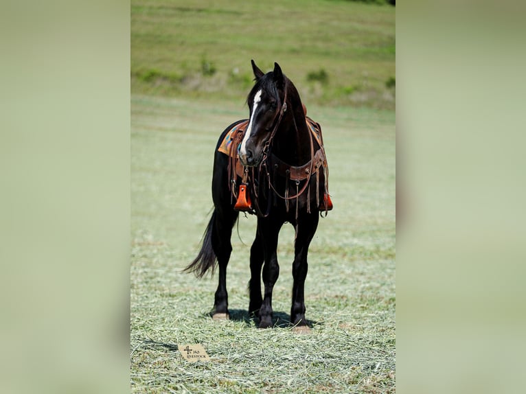 Frisones Mestizo Caballo castrado 6 años Negro in Santa Fe
