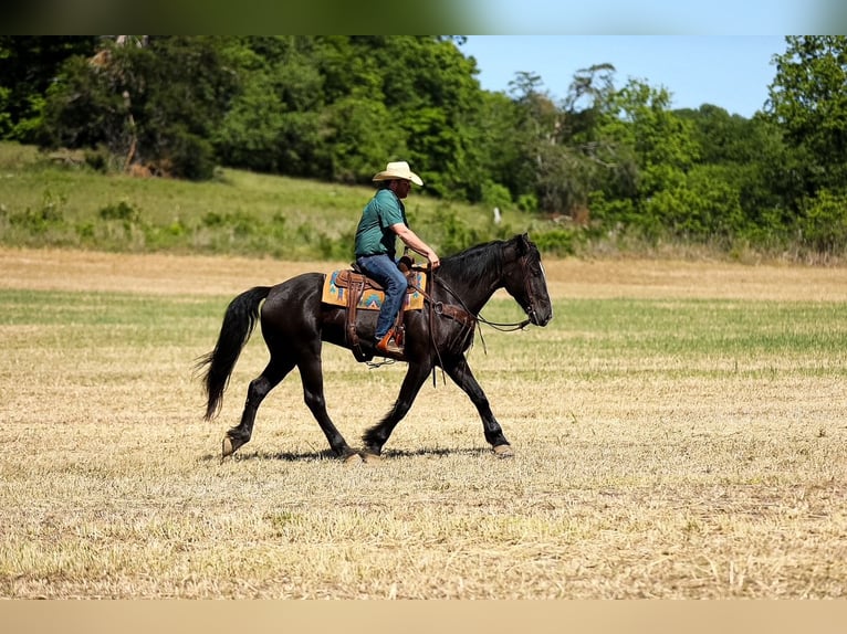 Frisones Mestizo Caballo castrado 6 años Negro in Santa Fe