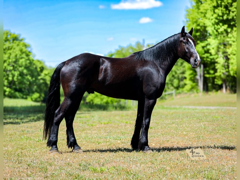 Frisones Mestizo Caballo castrado 6 años Negro in Santa Fe